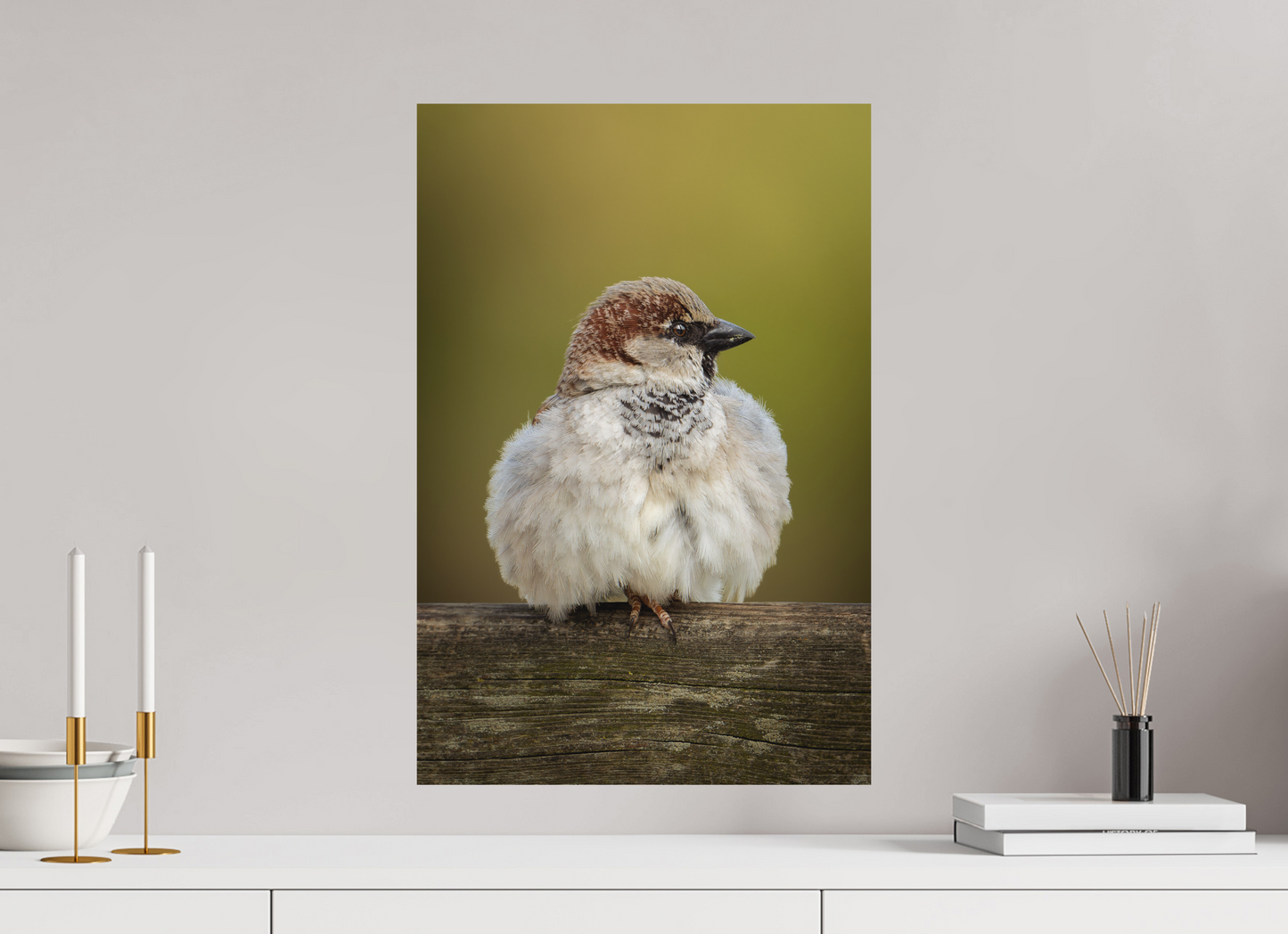 Moineau domestique | la boule de plume