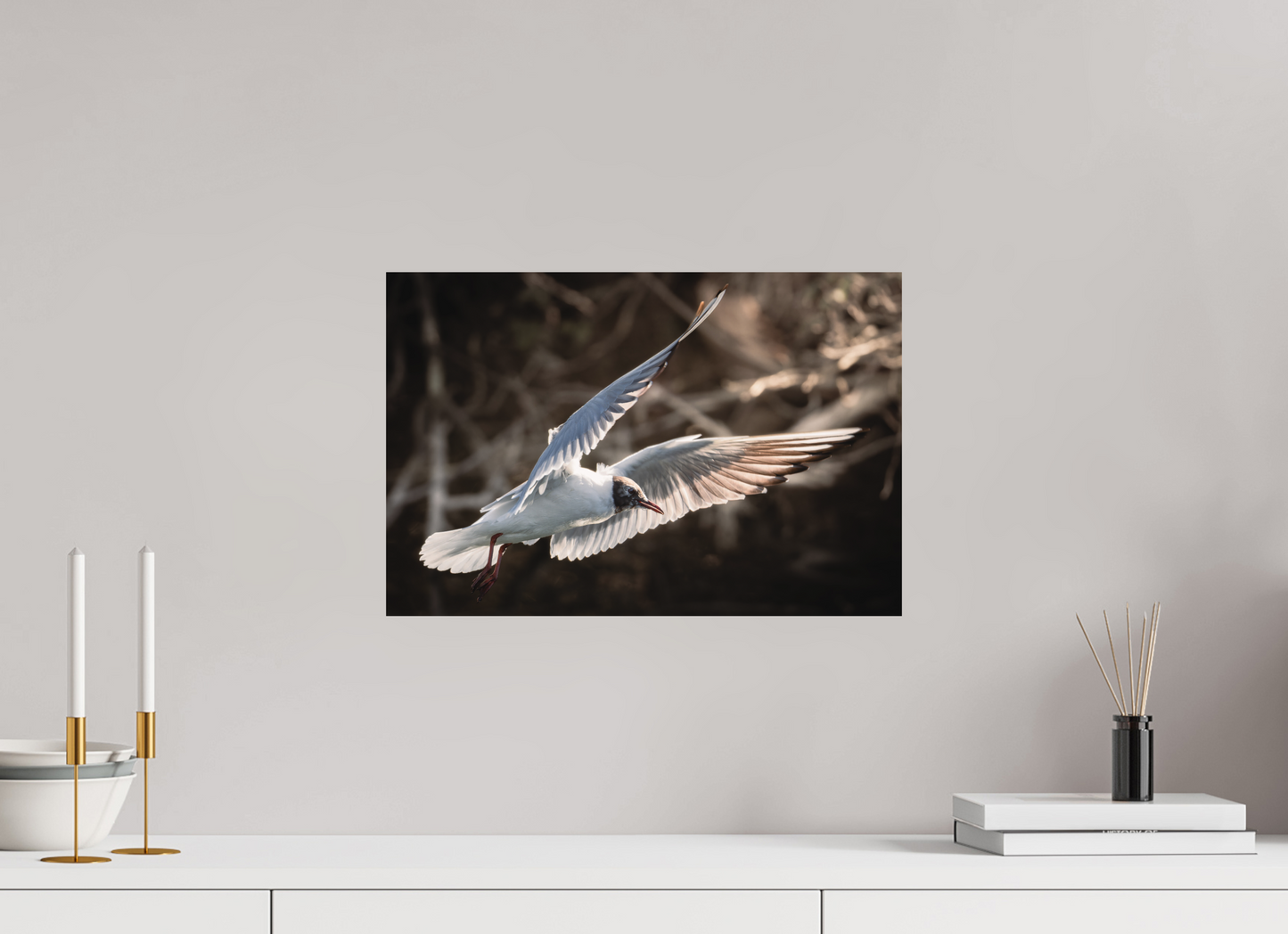 Mouette rieuse | les ailes angéliques