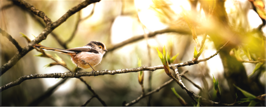 Mésange à longue queue | le début du printemps