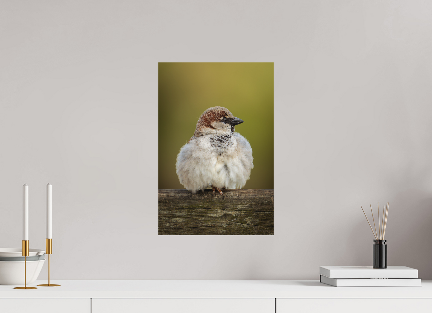 Moineau domestique | la boule de plume