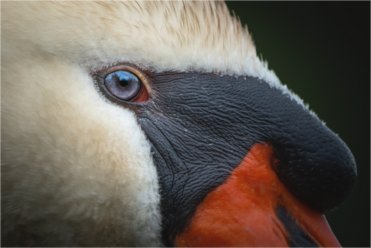 Cygne tuberculé | l'œil d'eau