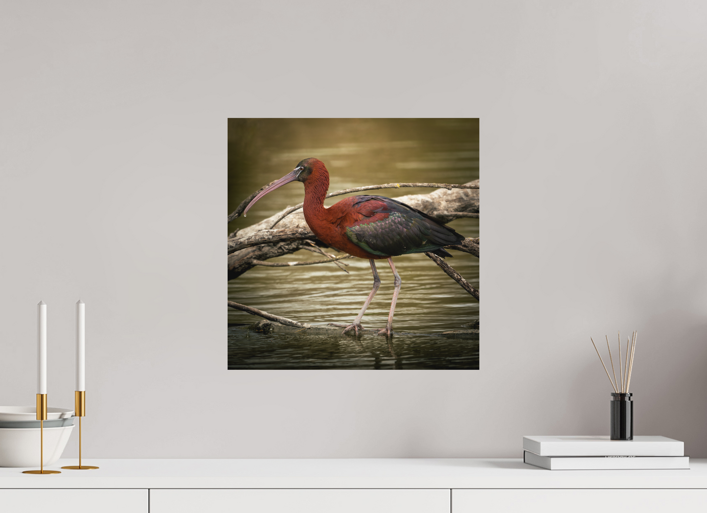 Ibis Falscinelle | un plumage cuivré