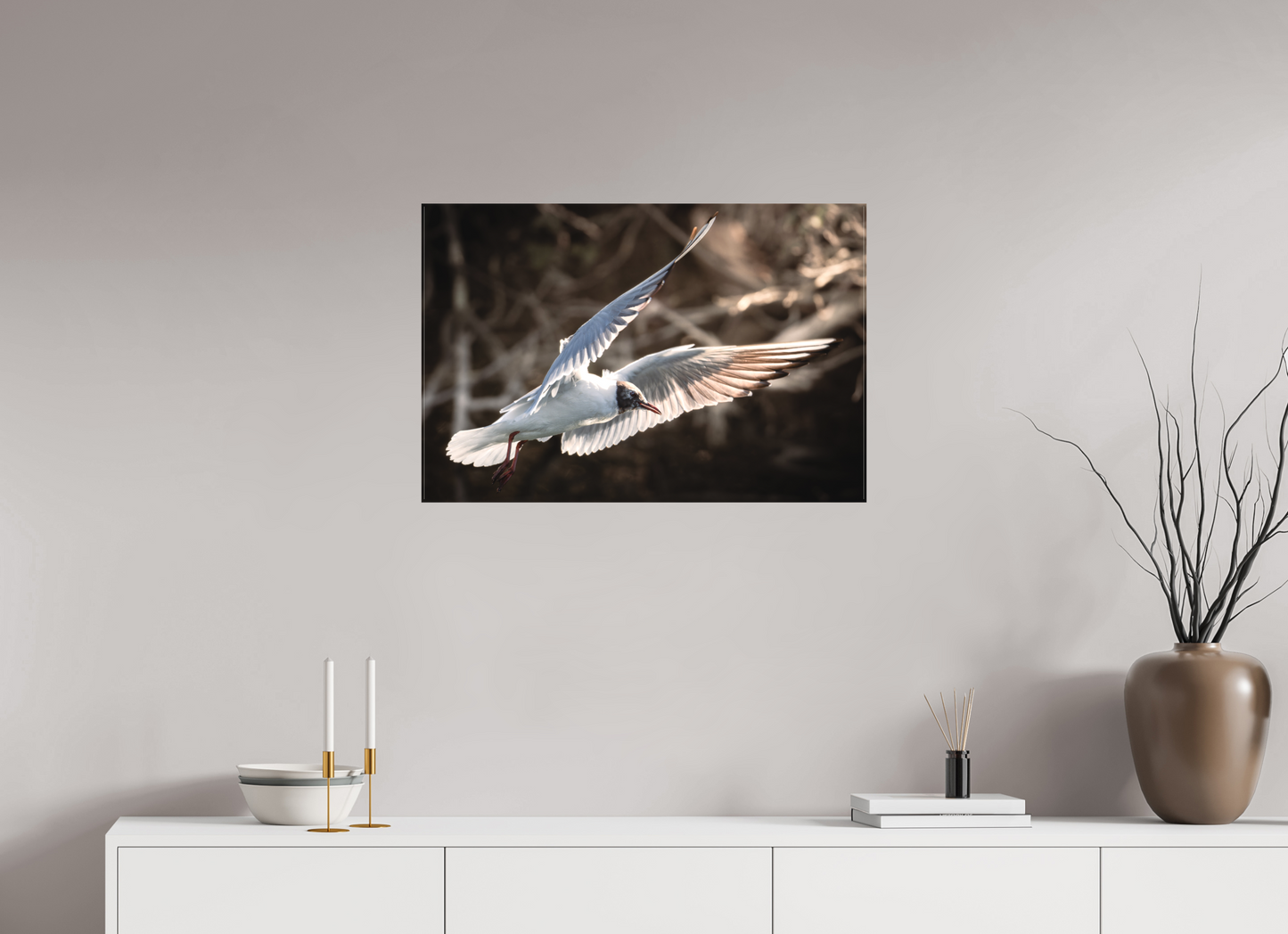 Mouette rieuse | les ailes angéliques