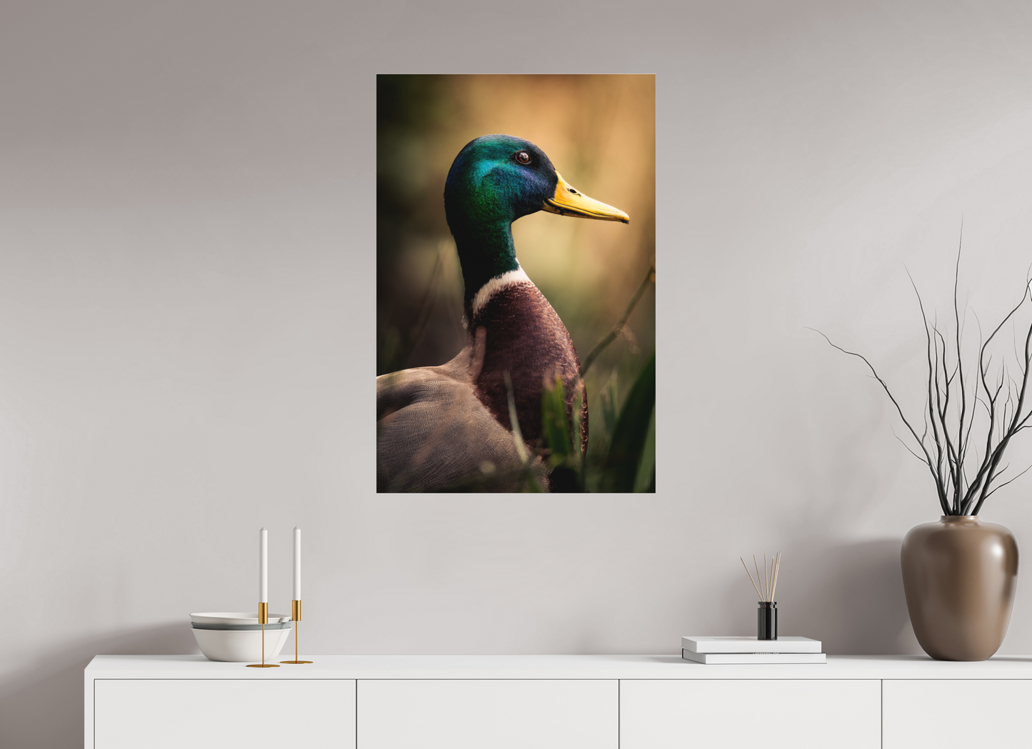 canard Colvert | le roi des canards