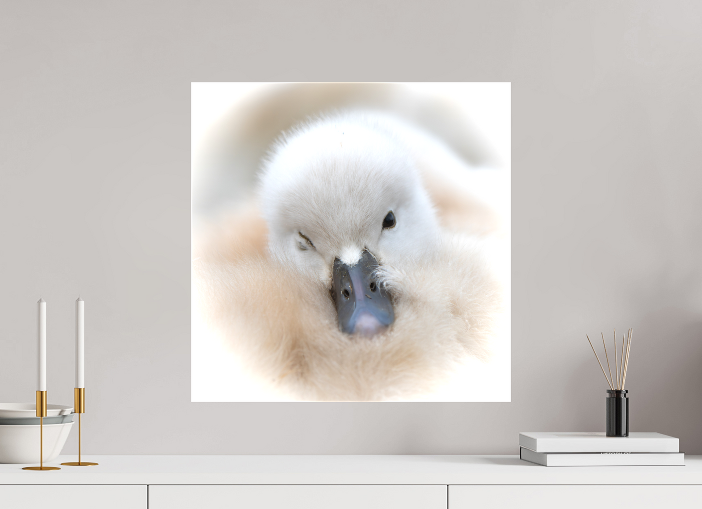 Cygne tuberculé | bouille d’amour