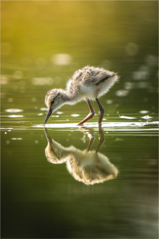 Reflet d’Innocence