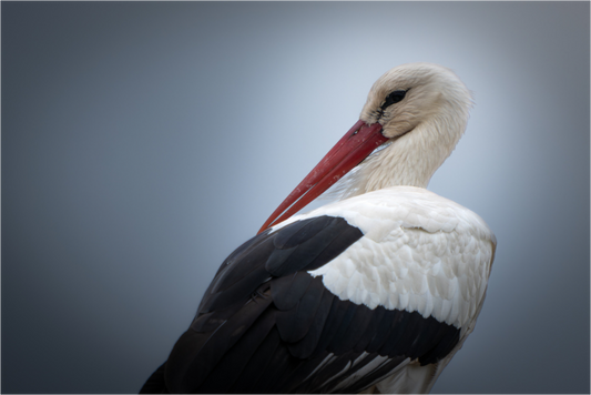 Cigogne Blanche | l'élégance alsacienne