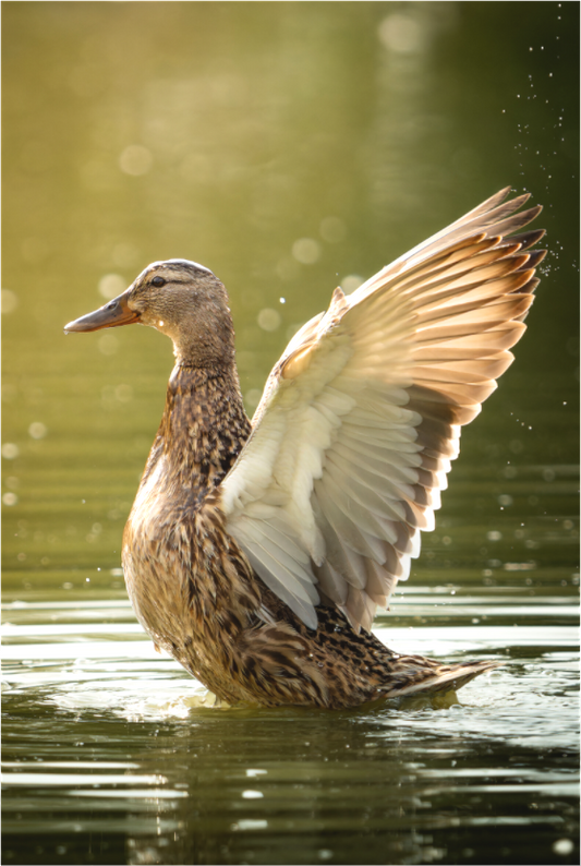 canard Colvert | un étirement trempé