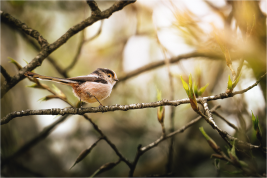 Main image Fragile Éveilleur