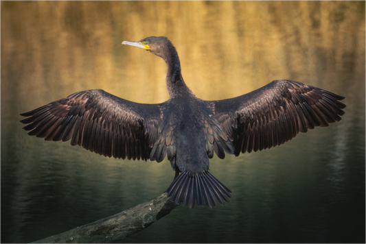 Grand Cormoran | les ailes oxydé
