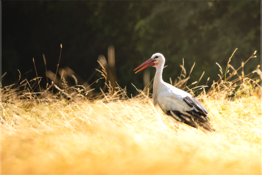 Cigogne blanche | la gardienne des champs