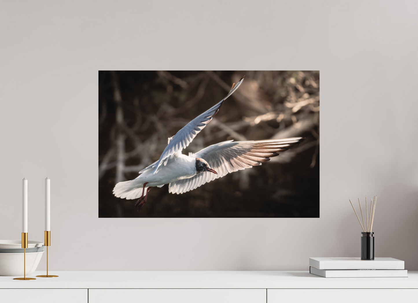 Mouette rieuse | les ailes angéliques