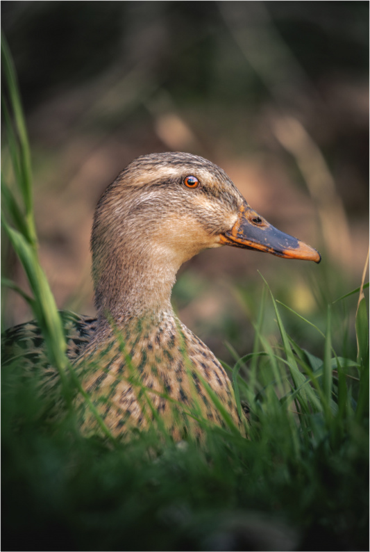 canard Colvert | un monde boisé
