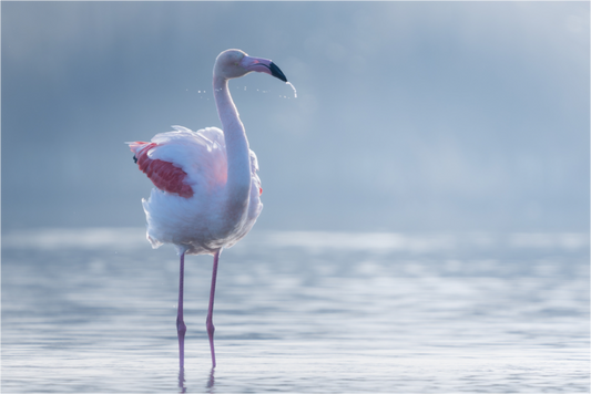 Main image Brume Rose