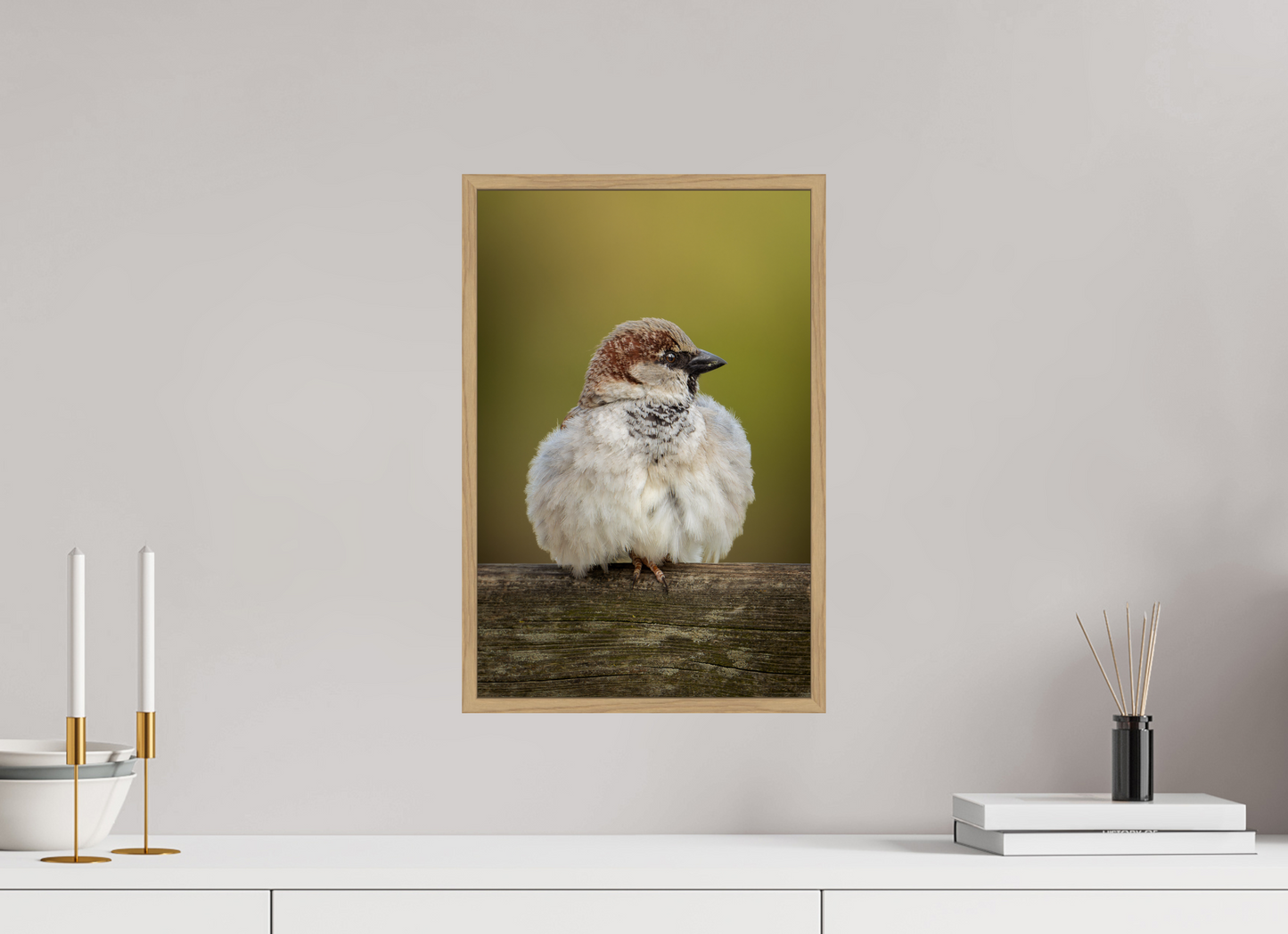 Moineau domestique | la boule de plume