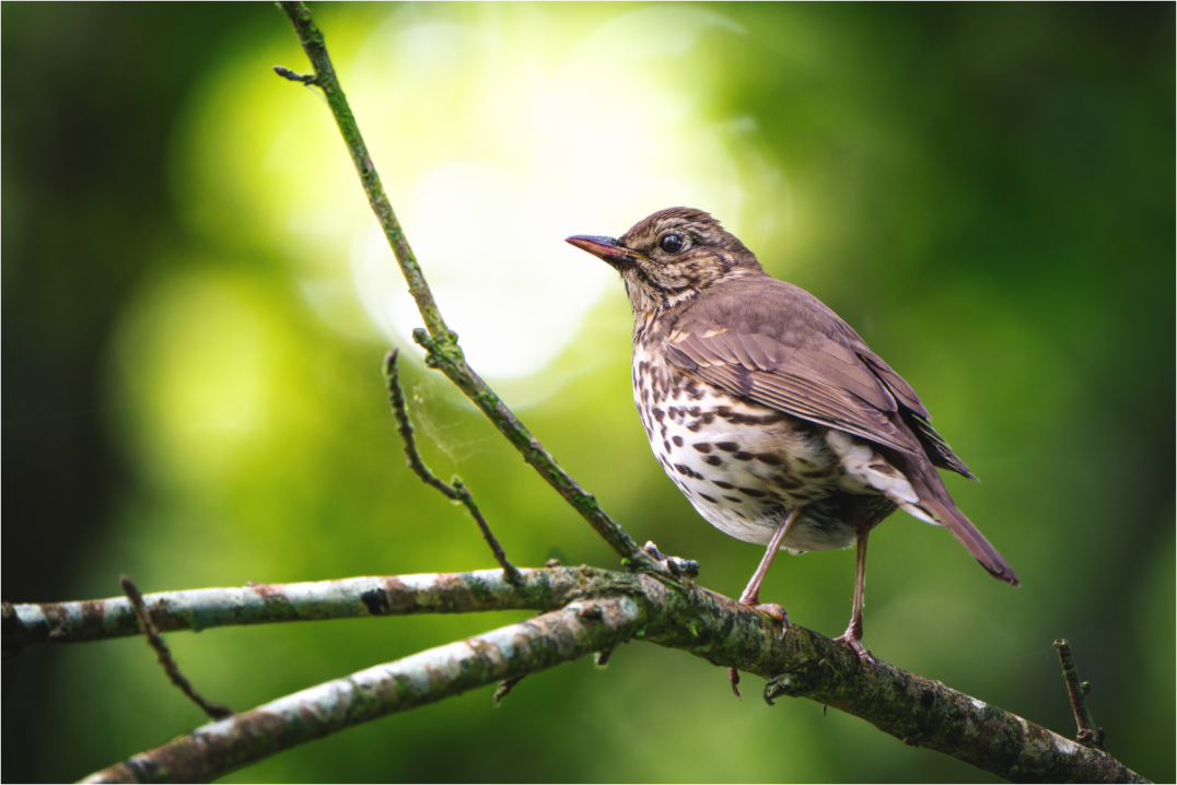 Main image Arboréal