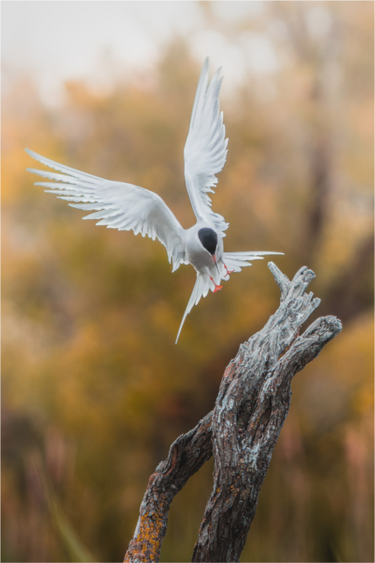 Main image Danse du Vent