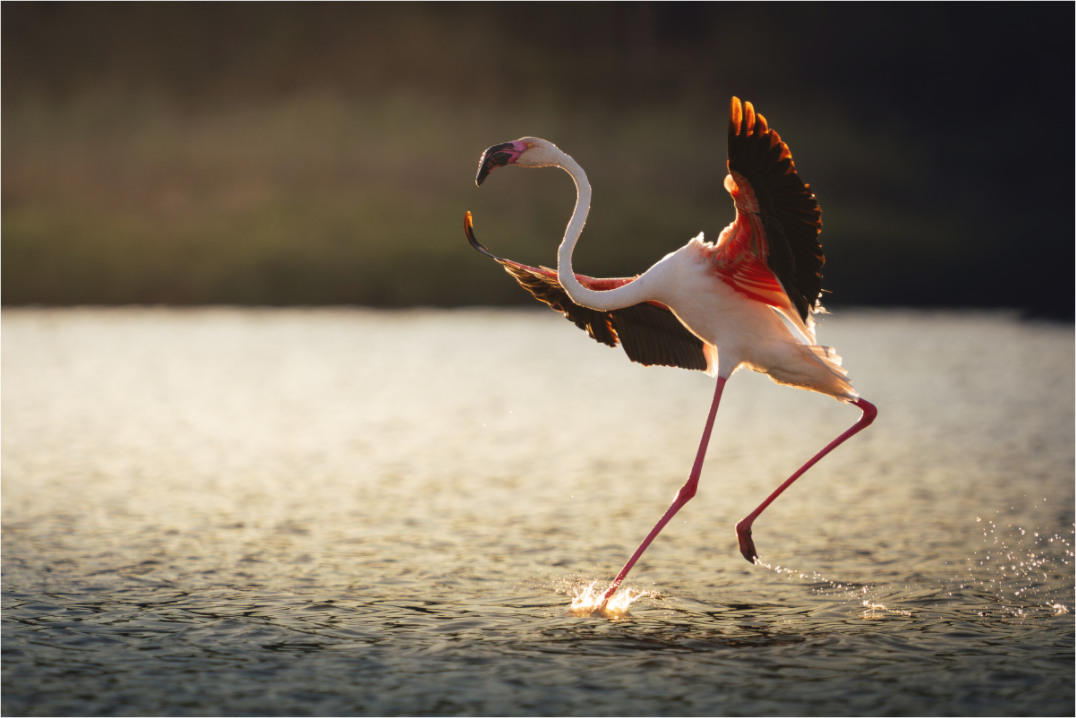 Flamant Rose | le symbole de la camargue