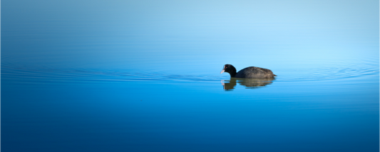 Foulque macroule | le mirroir liquide