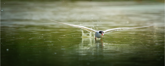 Sterne Pierregarin | chasse en surface