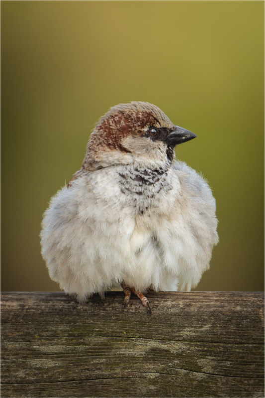 Moineau domestique | la boule de plume