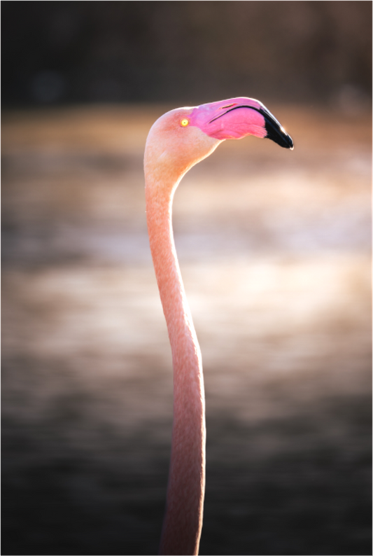 Flamant Rose | un très long cou