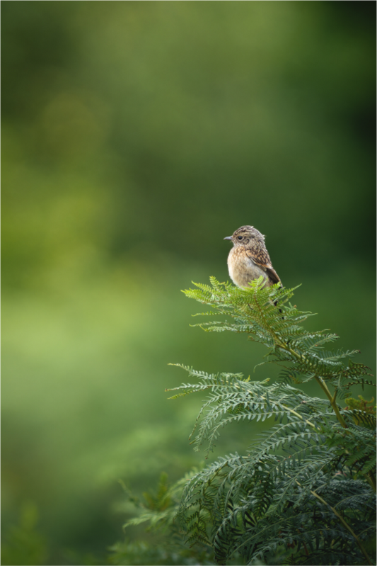 Main image Petit Brave