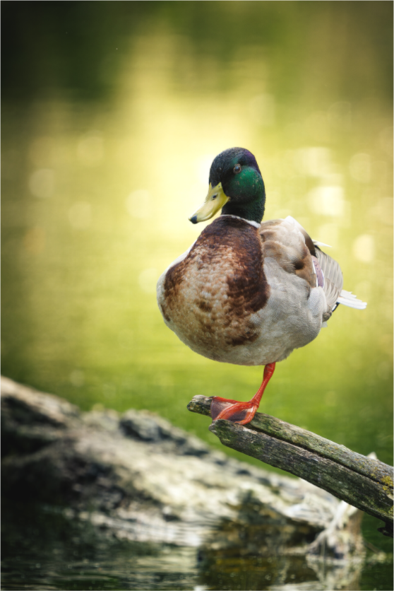 Main image Vert Absolu