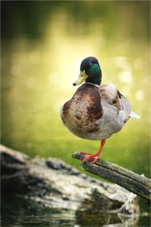 Main image Vert Absolu