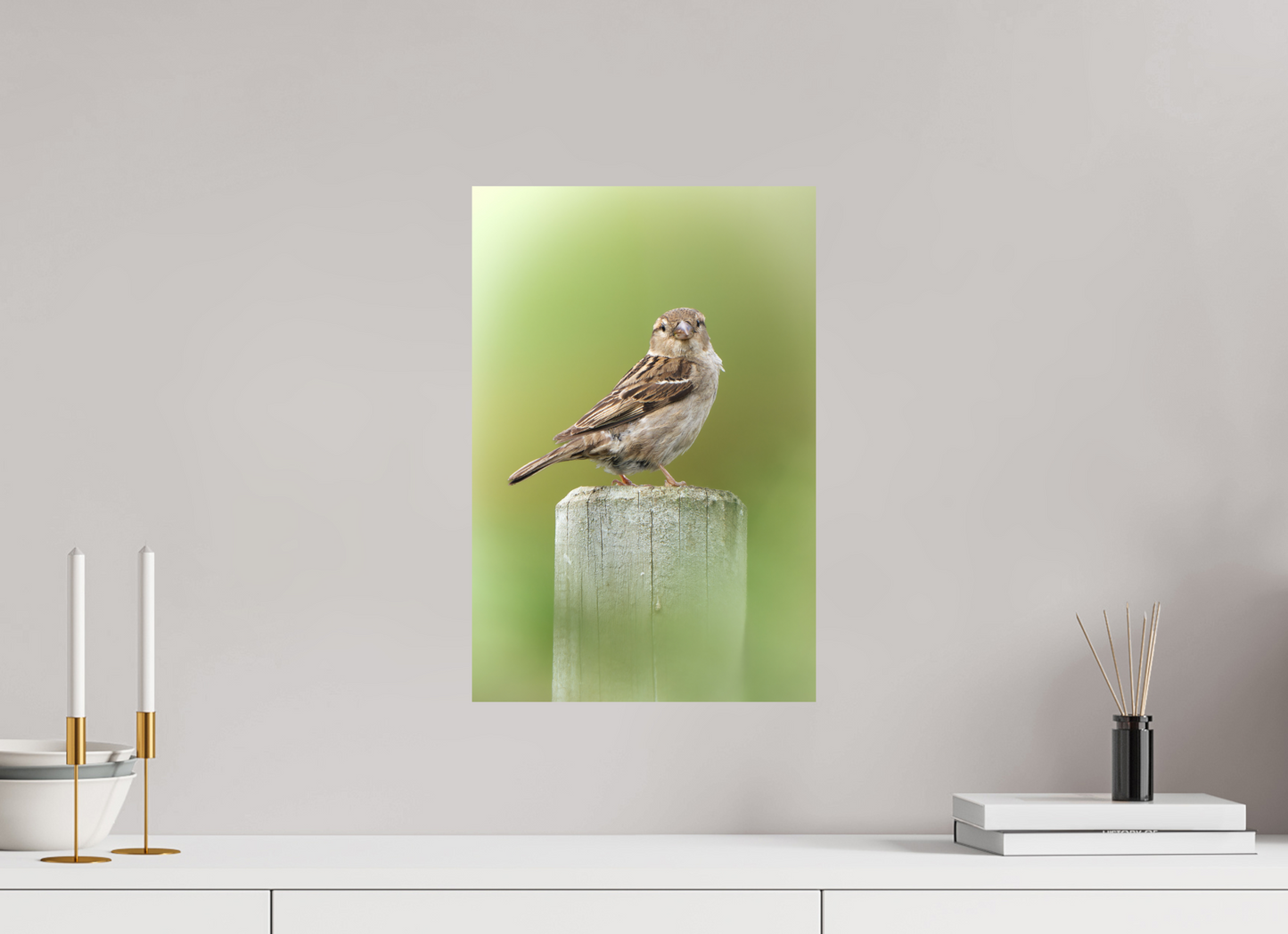 Moineau domestique | un regard mignon
