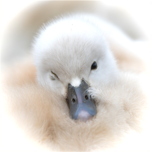 Cygne tuberculé | bouille d’amour