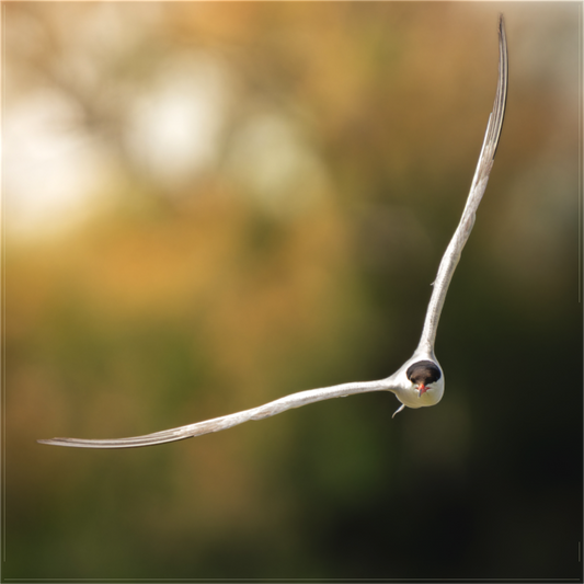 Sterne Pierregarin | des ailes couteaux
