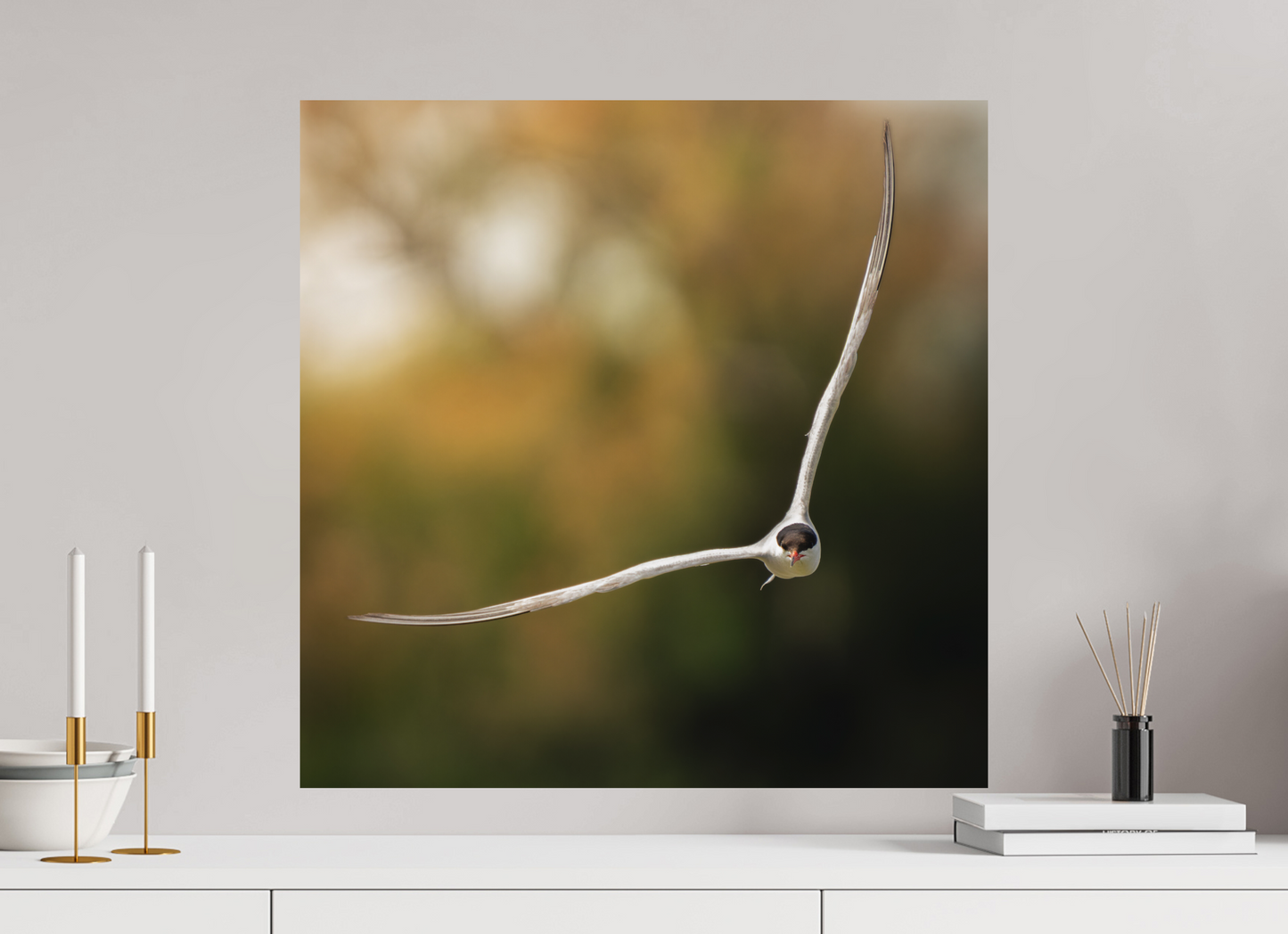 Sterne Pierregarin | des ailes couteaux