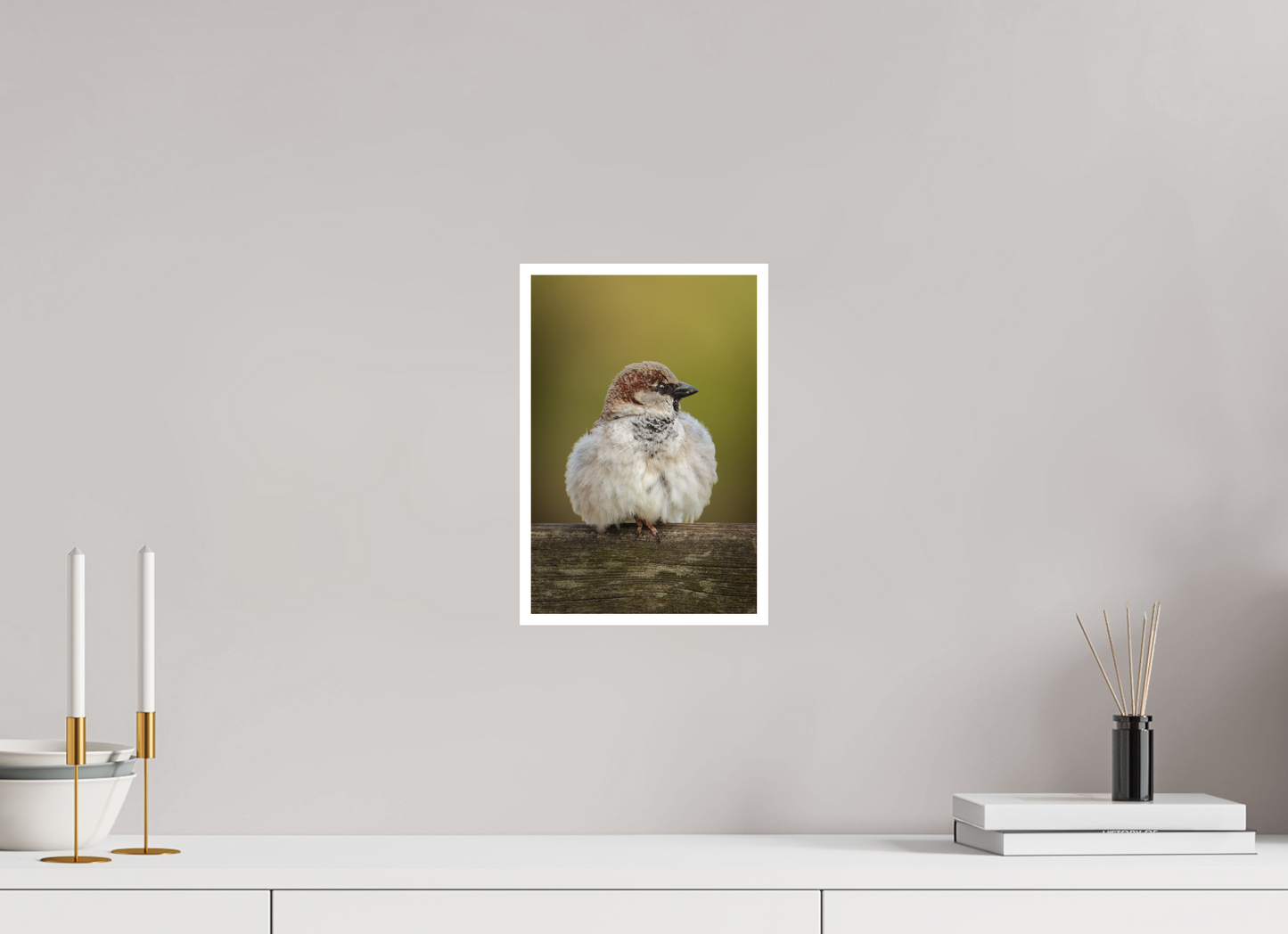 Moineau domestique | la boule de plume