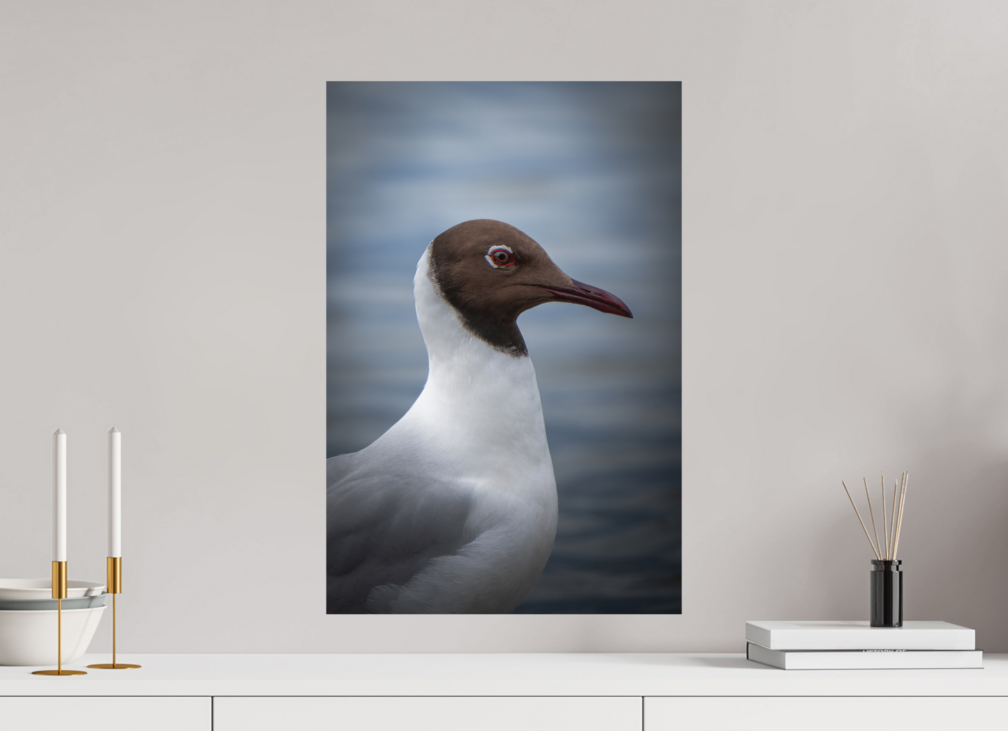 Mouette rieuse | le casque brun