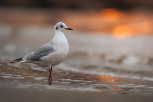 Main image Écume Ardente