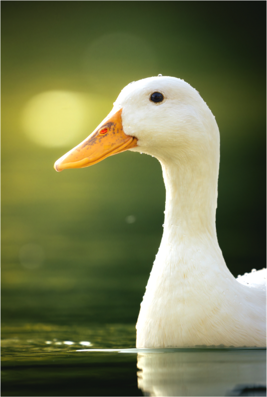 canard Domestique | le blanc élégant
