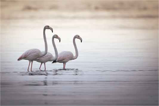 Flamant Rose | le trio juvénile
