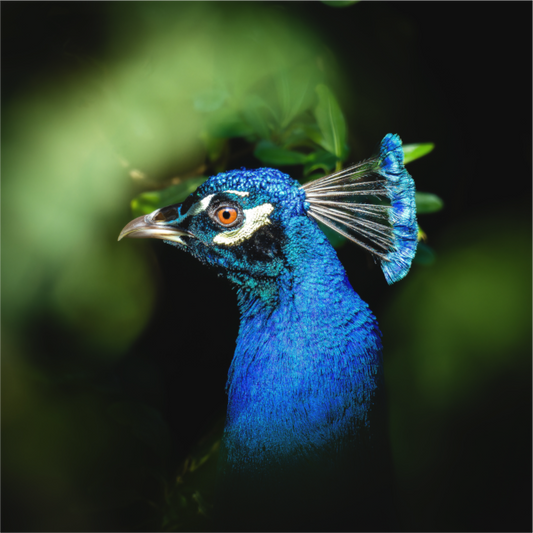 Paon Bleu | un encadrement vert
