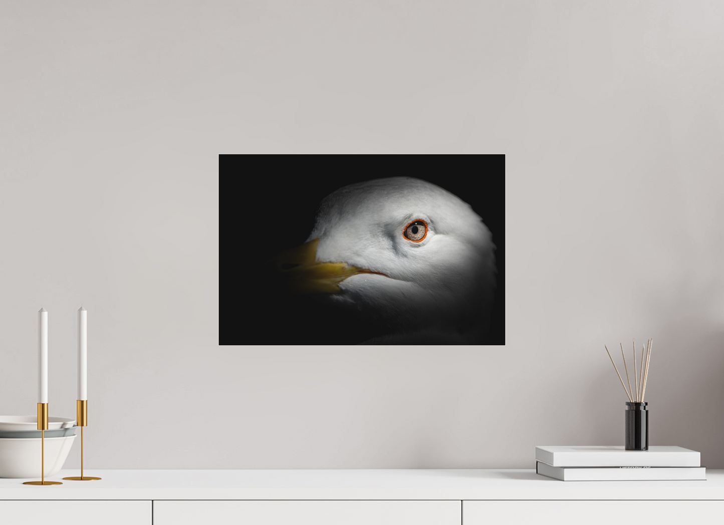 Goéland Leucophée | l'oeil d'argent