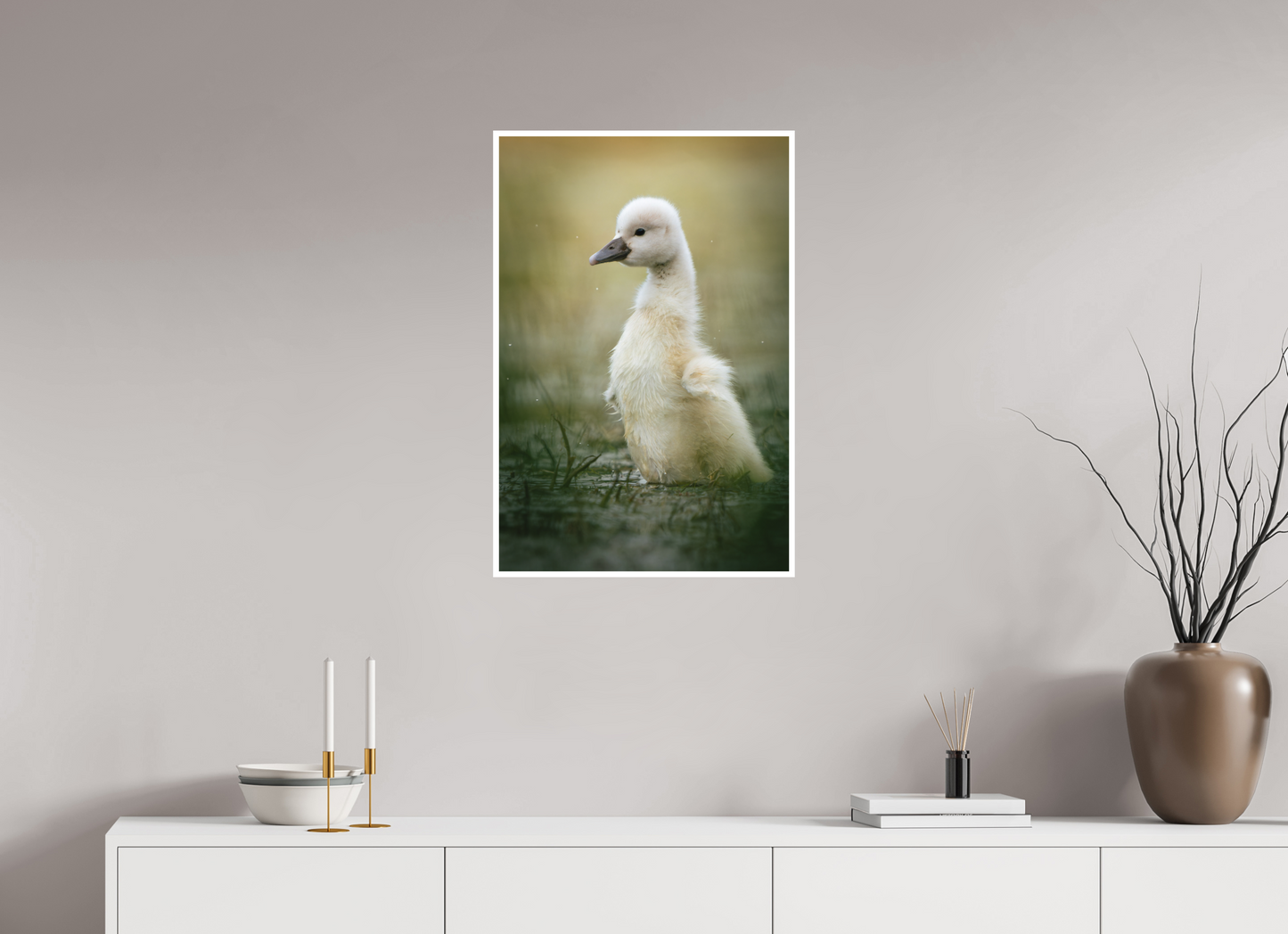 Cygne tuberculé | un petit étirement