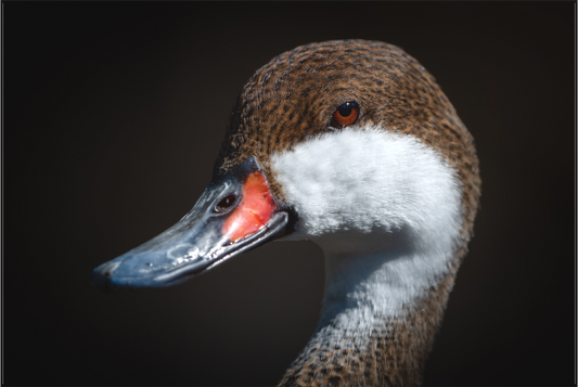 canard des Bahamas | un sérieux regard