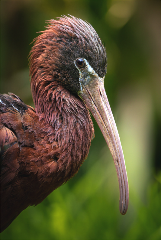 Ibis Falcinelle | un long bec courbé