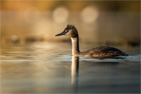 Grèbe Huppé | reflet de l’aube