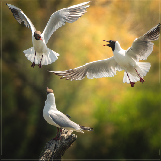 Mouette Rieuse | la guerre du trône