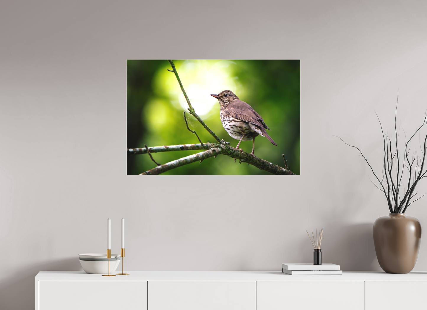Grive musicienne | l'oiseau des sous-bois
