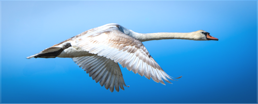 Cygne tuberculé | lourde élégance
