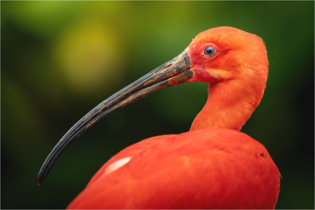 Ibis Rouge | un rouge écarlate