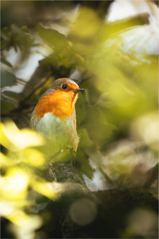 Rouge-gorge familier | caché dans les bois