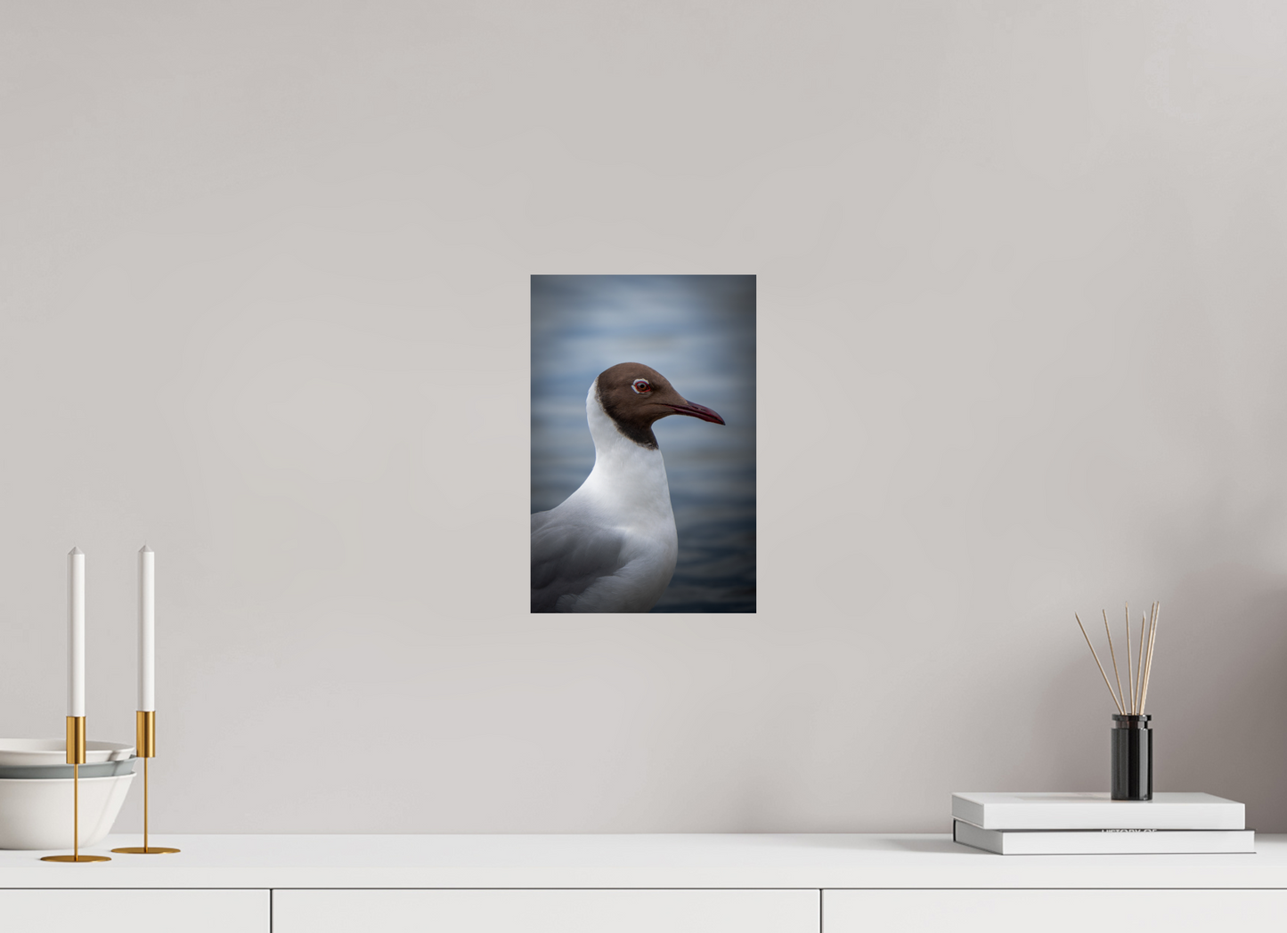 Mouette rieuse | le casque brun
